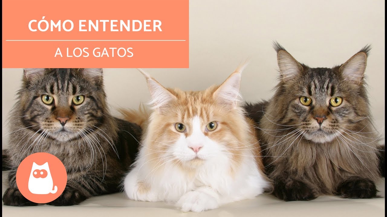 Cómo entender a los gatos
