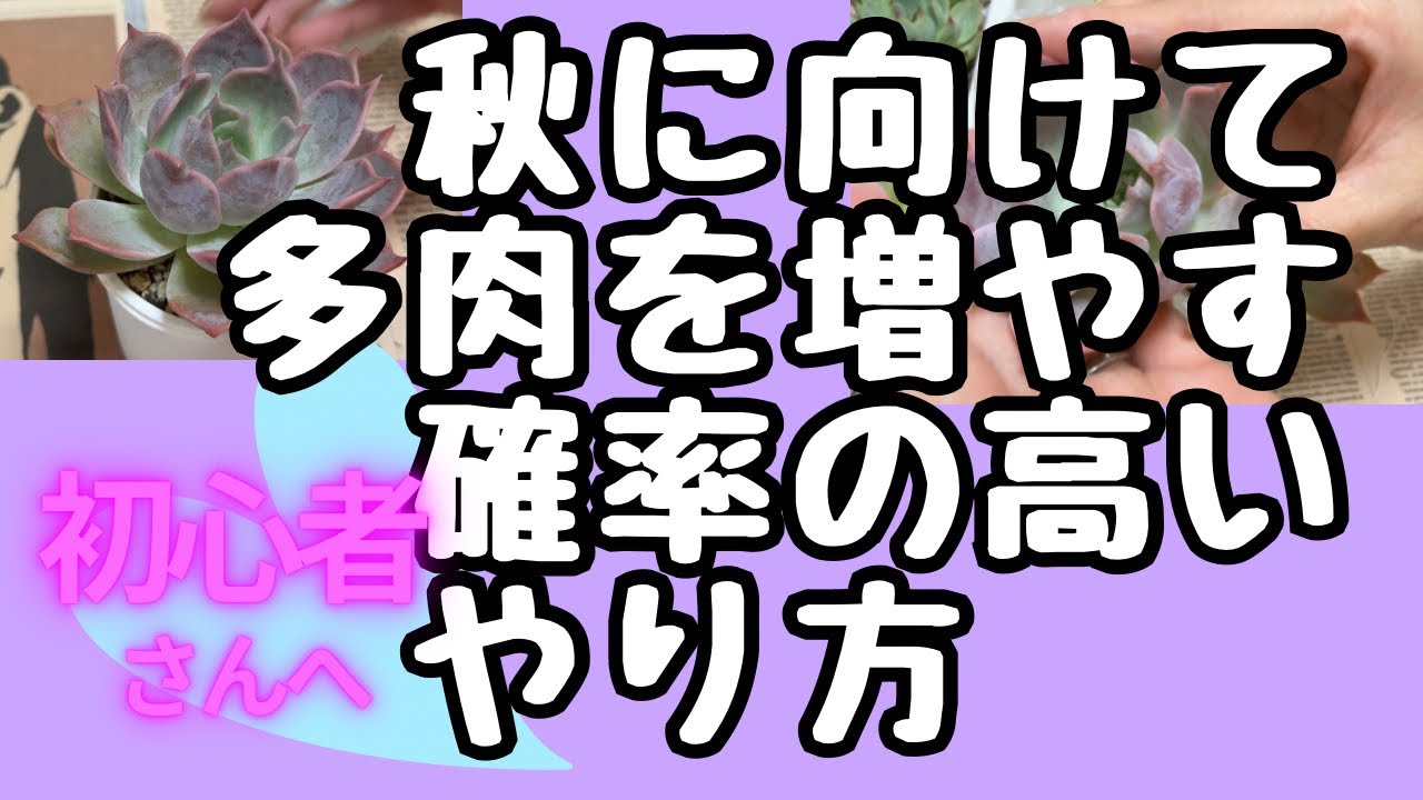 【多肉植物】#356  初心者さん　葉挿しはこう取る