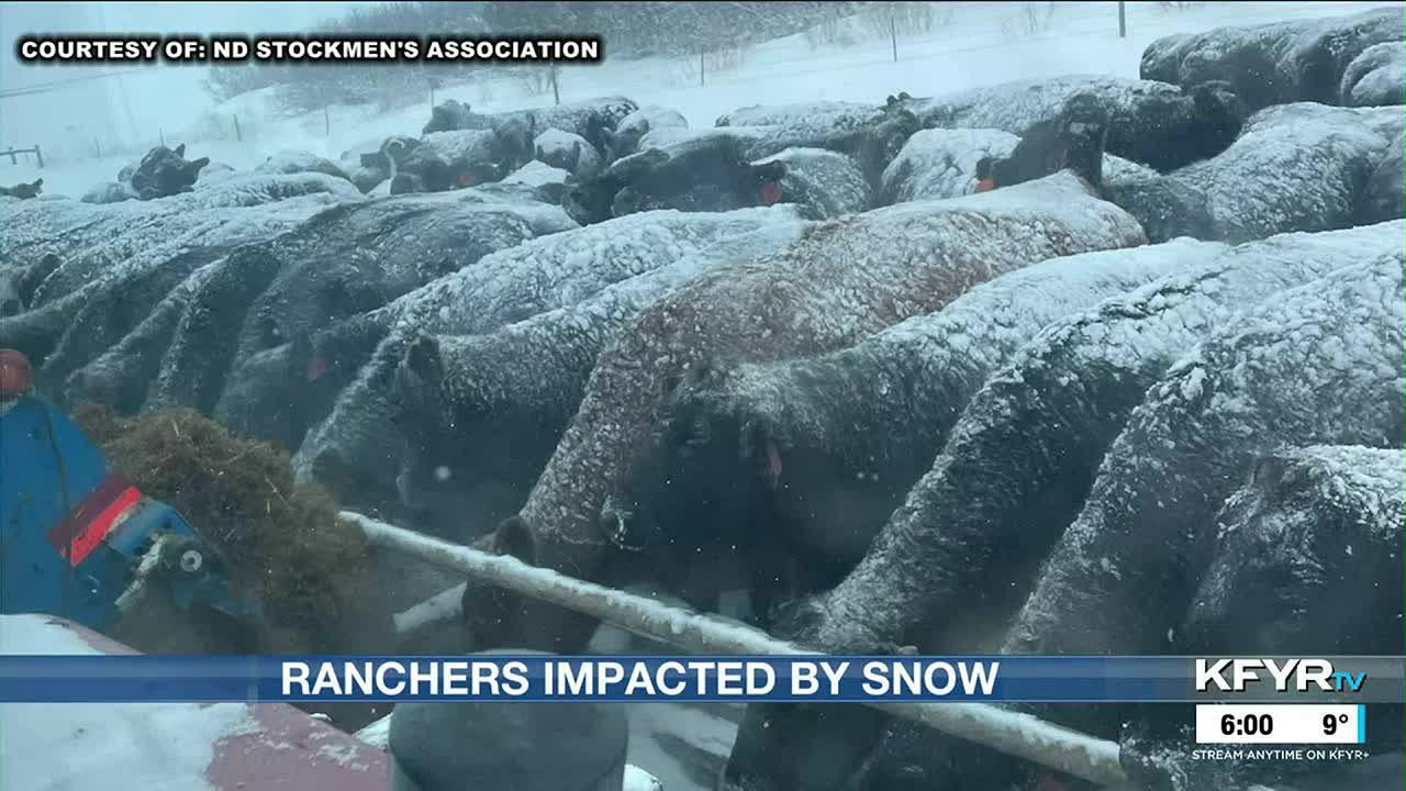 Snow impacts North Dakota ranchers