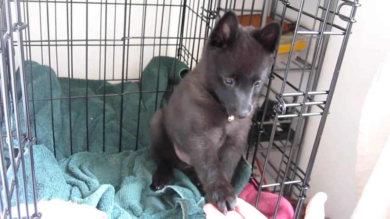 Sweetest puppy ever.