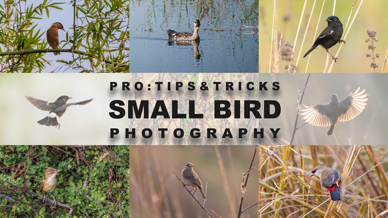 Small Bird Photography Tips: SECRETS From a Pro!