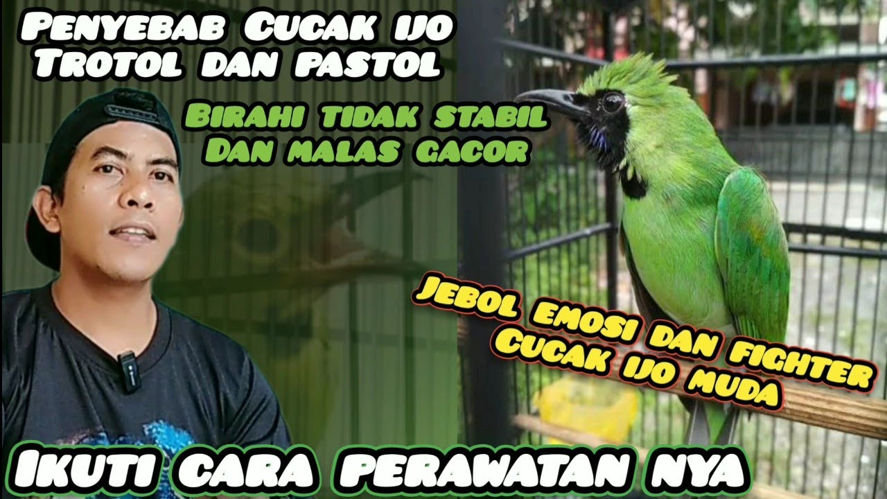 Wajib fahami cara Perawatan dan setting Cucak ijo trotol yang baik dan benar