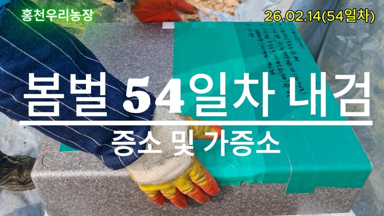 [강원도 홍천] - 7. 전기가온, 봄벌 54일차 내검, 뭐가 문제일까?(26.02.14)-what's the matter?