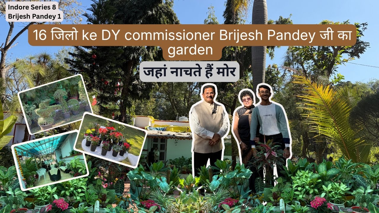 16 जिलो  ke Commissioner Brijesh Pandey जी का  garden जहां नाचते हैं मोर