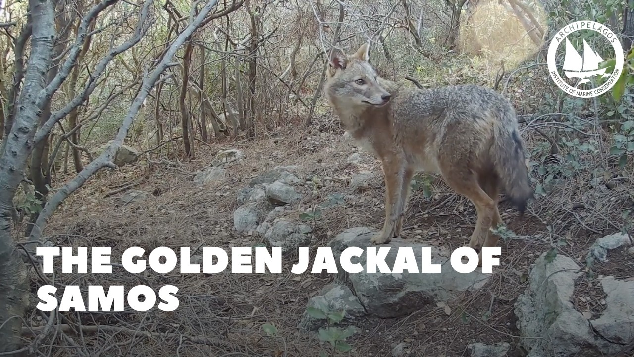 The Golden Jackal of Samos
