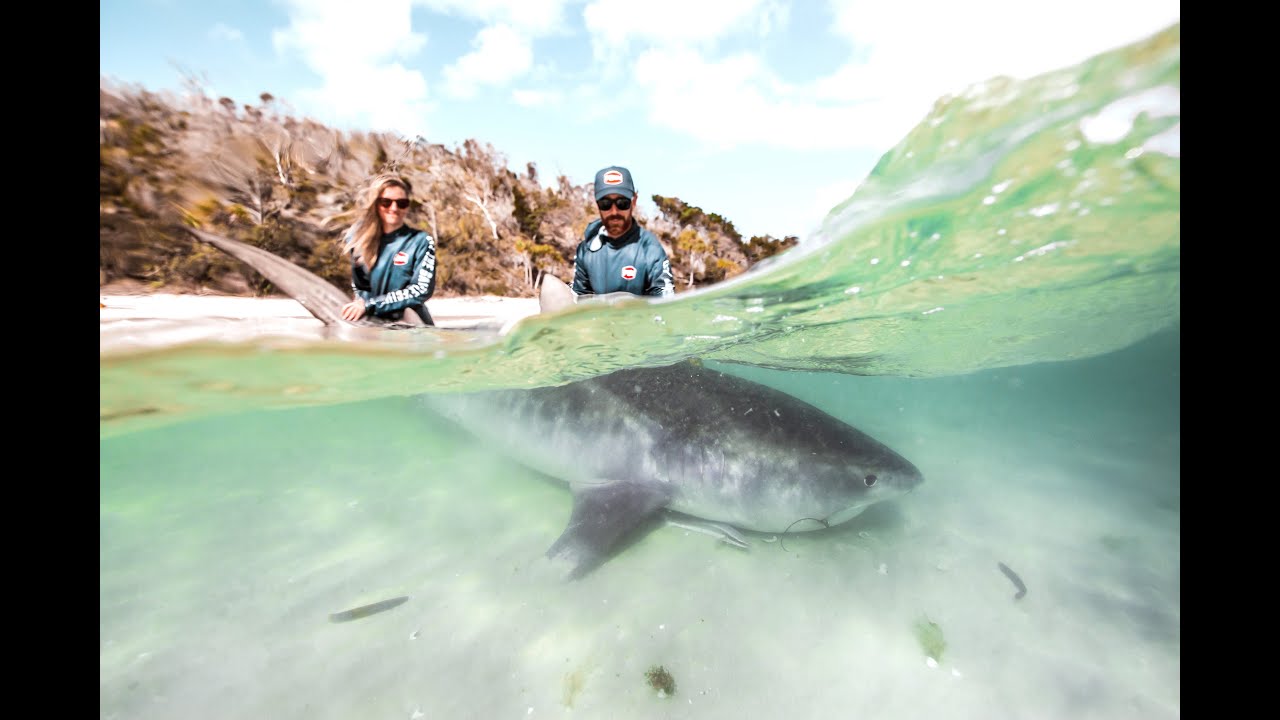 Catching tiger sharks off the beach at Fraser Island/K’gari