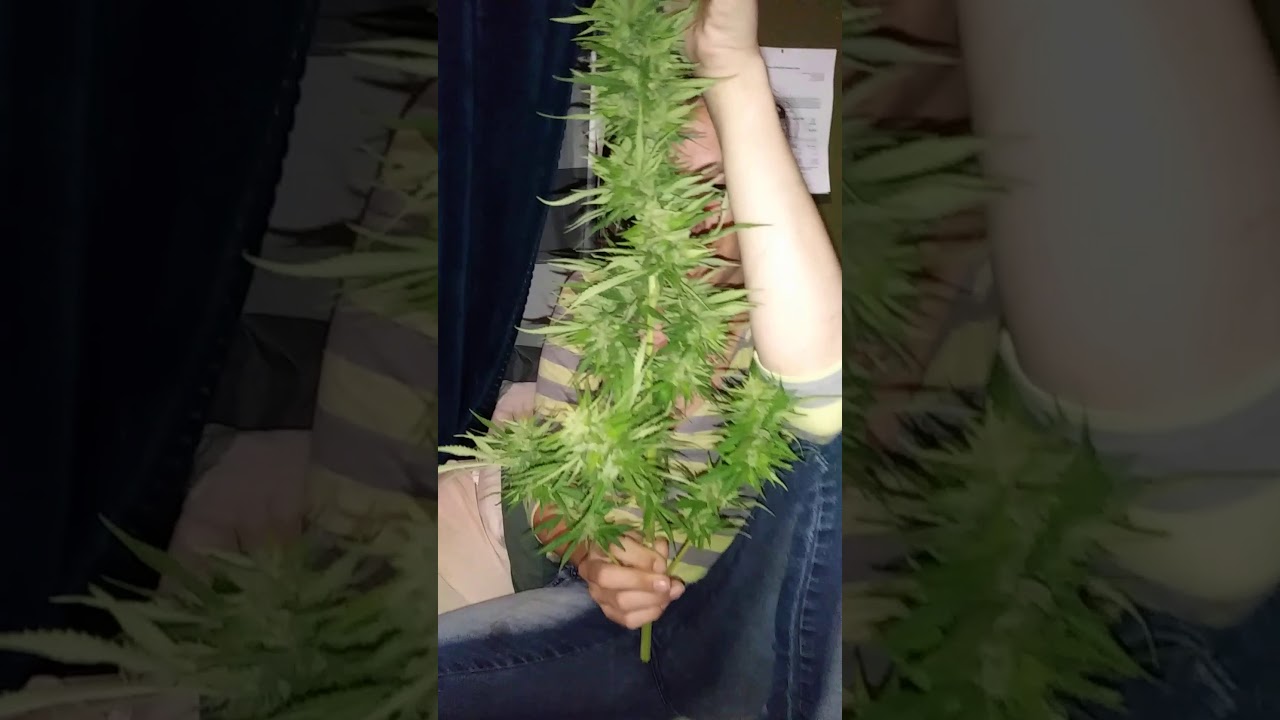 Huge cola