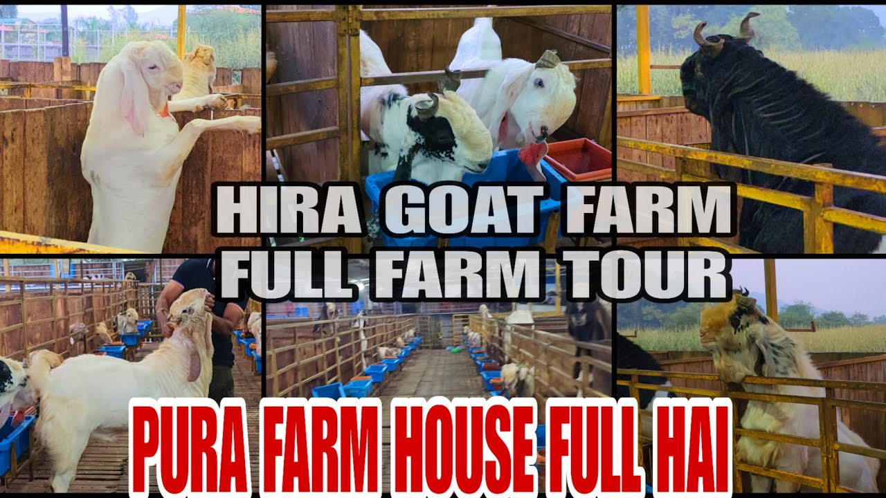Hira Goat Farm Full Farm Tour Pura Farm House Full Hai New Mumbai Panvel