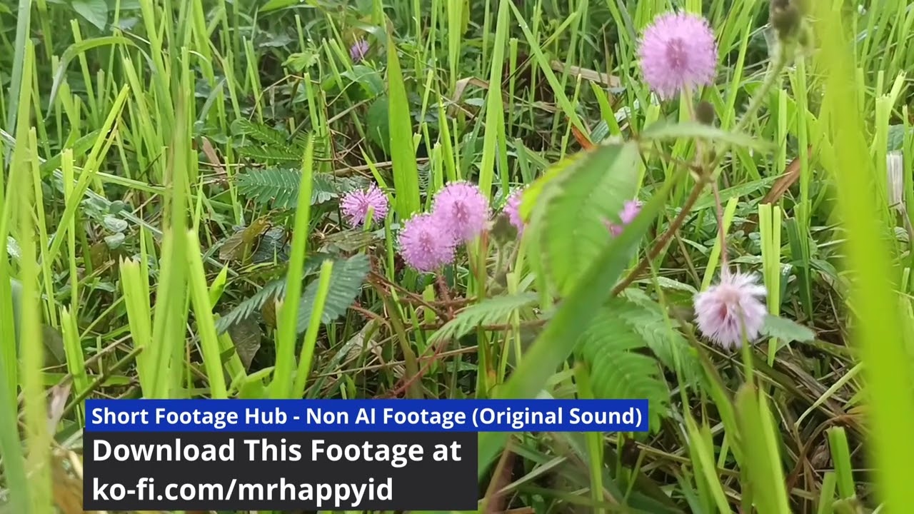 Authentic Indonesia Rural Life B-Roll Pack - Original Audio - 100% Non-AI Footage (1080p | 30fps)