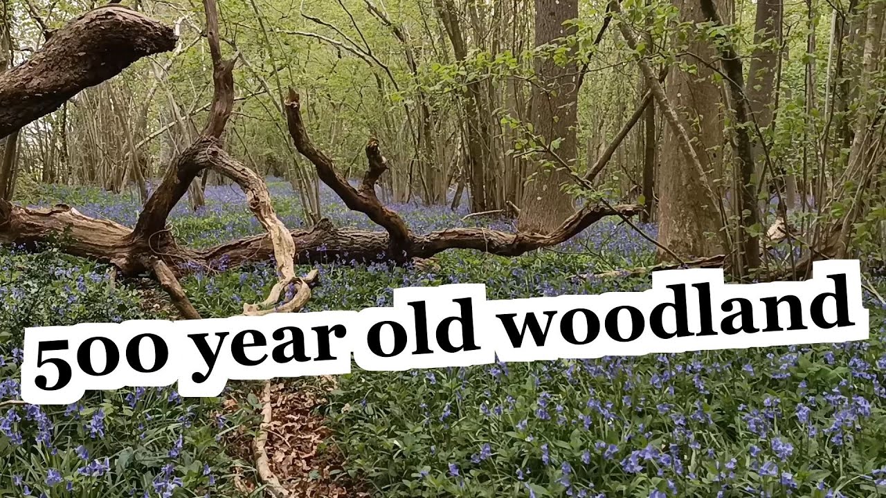 24 Plant Species Found in British Ancient Woodland - Crab Wood Hampshire - Wildflower Walk | UK Tour