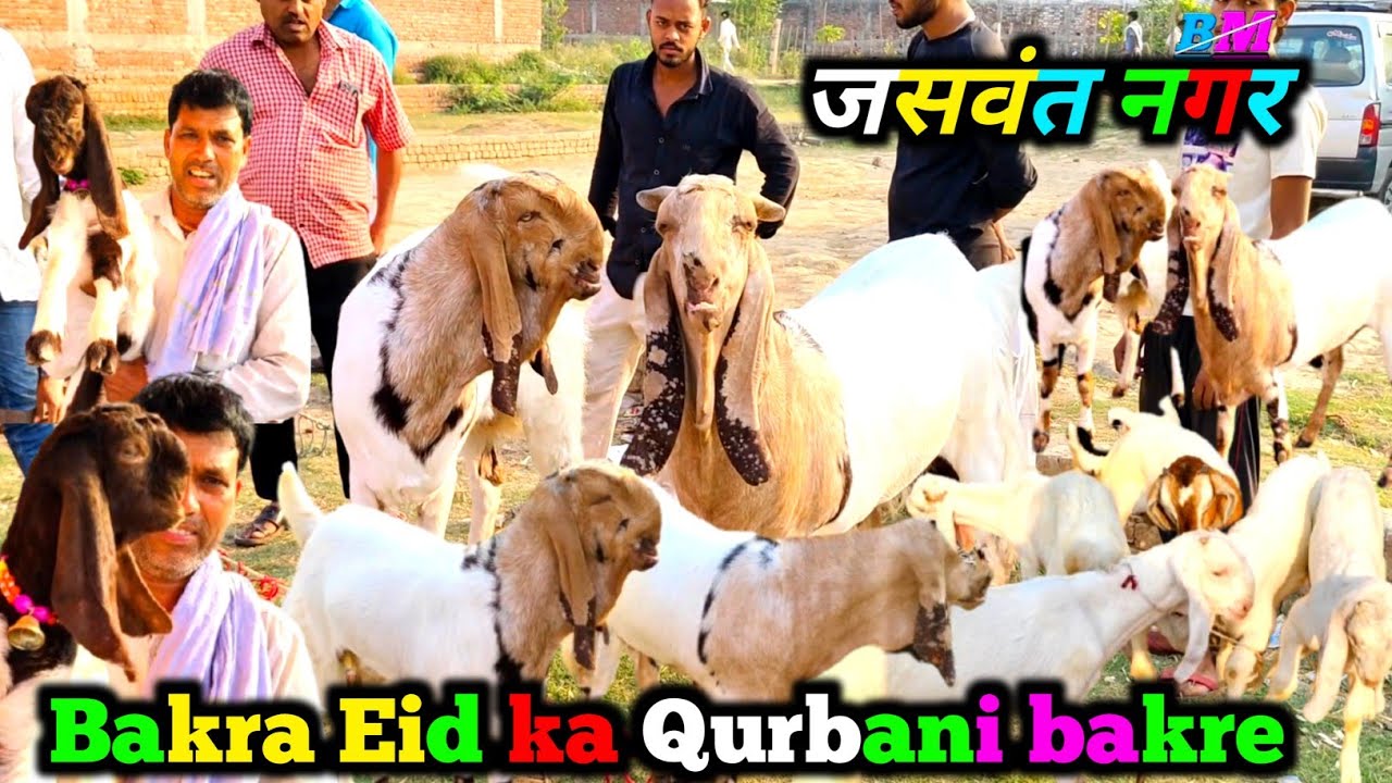 Jaswant nagar bakra mandi 2025 Bakra Eid Qurbani bakre बच्चे लो jamnapari etawah up se goat farming