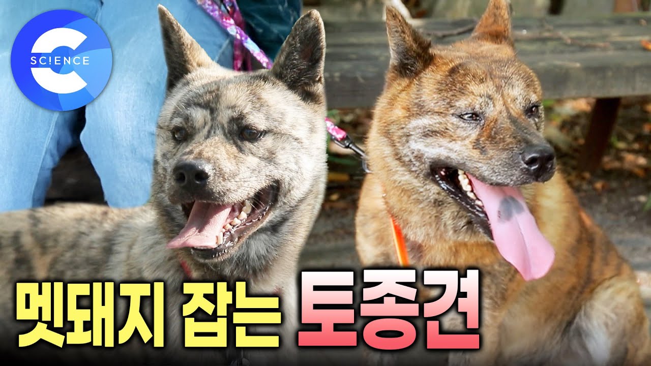 우리나라에서 가장 오래된 토종개 '동경이' 🐕 | 호랑이 무늬를 가진 용맹한 개 | 동경이 꼬리가 짧은 이유는? | 한국 토종개를 찾아서 | 토종견문록