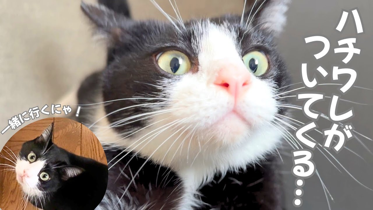 【かわいい猫】どこに行くにゃ！主についてくるハチワレ猫【今日のオロイズ】
