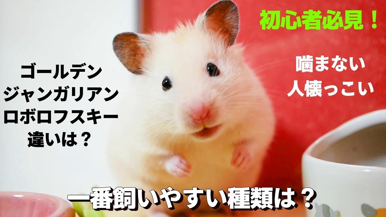 飼いやすい・なつきやすい・噛まないハムスターってどの種類？【ゴールデンキンクマ・ジャンガリアン・ロボロフスキーの違い】