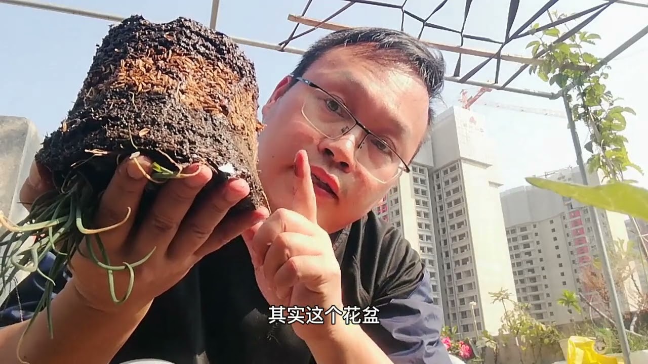 揭秘！黄叶、烂根、落花落果“罪魁祸首”，原来不是缺肥！