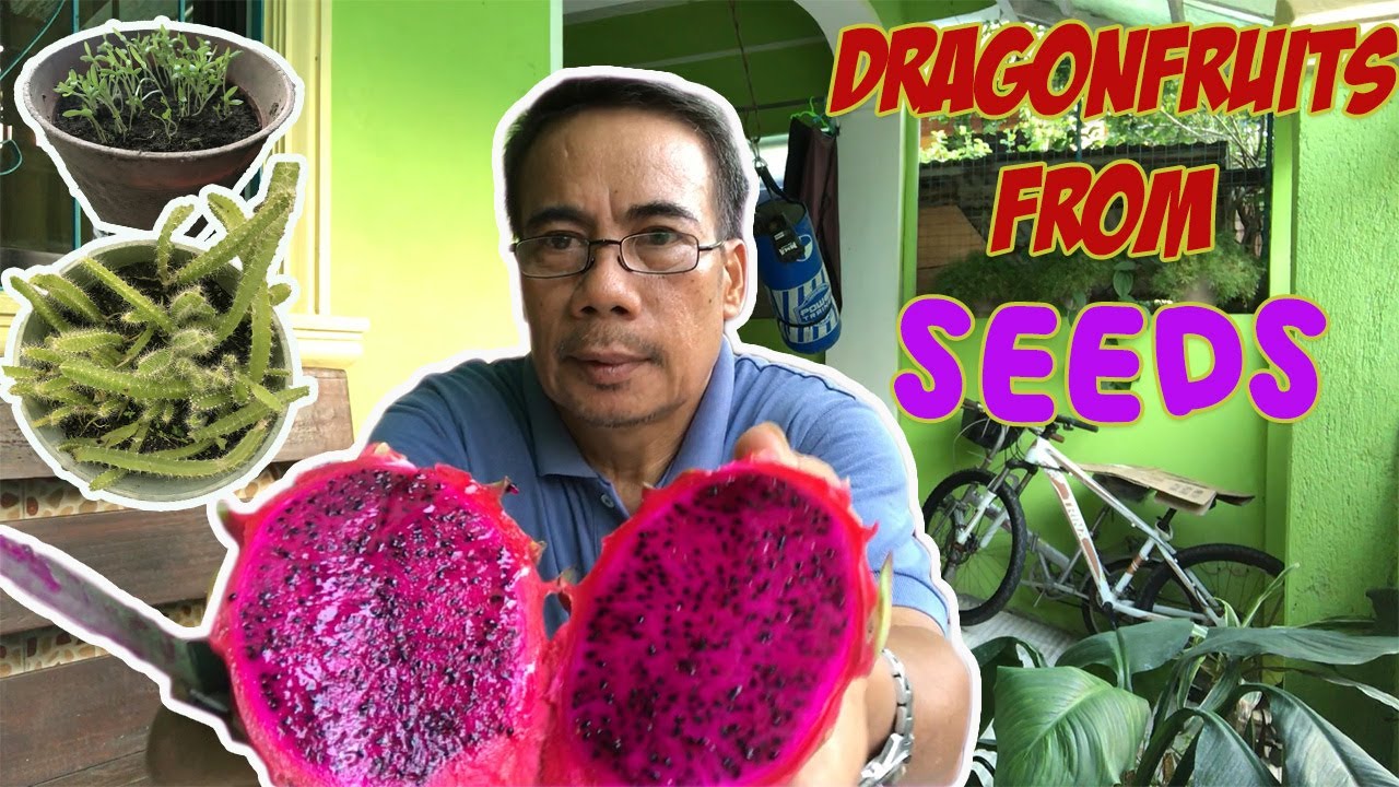 How to grow your own Dragon Fruits from seeds