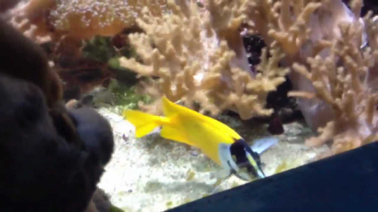 Beanie boos go to the Sea Life Centre
