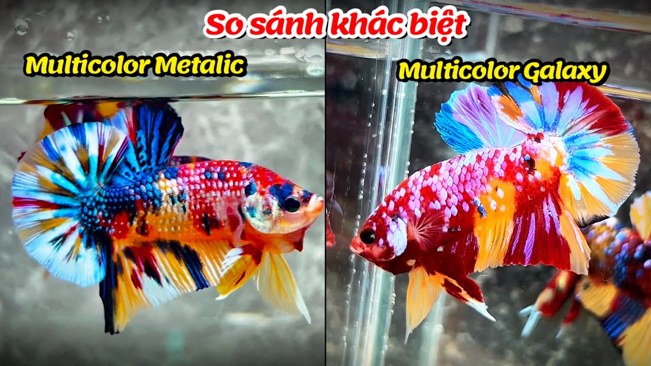 So sánh phân biệt 2 dòng cá Betta Nemo Multicolor Metalic và Multicolor Galaxy có gì khác nhau !