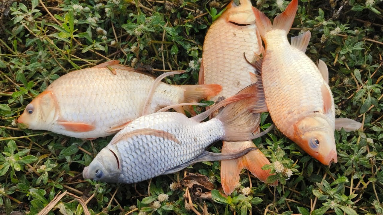 জাল দিয়ে কতগুলো লাল কালারের মাছ ধরলাম বন্ধুরা কিভাবে মাছগুলো ধরলাম ভিডিওটি পুরো দেখুন