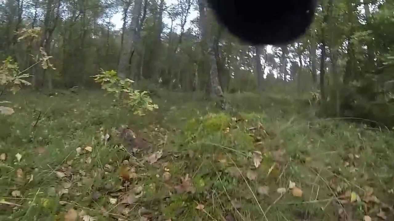 DCH Sæby - Rundering - Kim med Max (b hund)