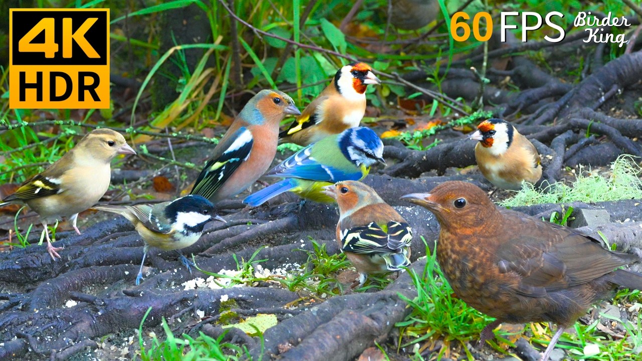 КОШКА ТВ 😺🐦 Тайная вечеринка птиц и белок 🐿 4K HDR