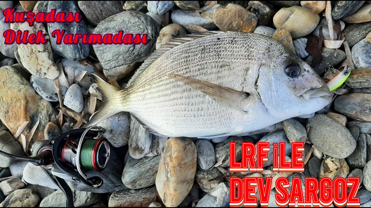 KUŞADASI DİLEK YARIMADASI BALIK AVI. LRF İLE DEV SARGOZ! #kuşadası  #dilekyarımadası #lrfavı #daiwa
