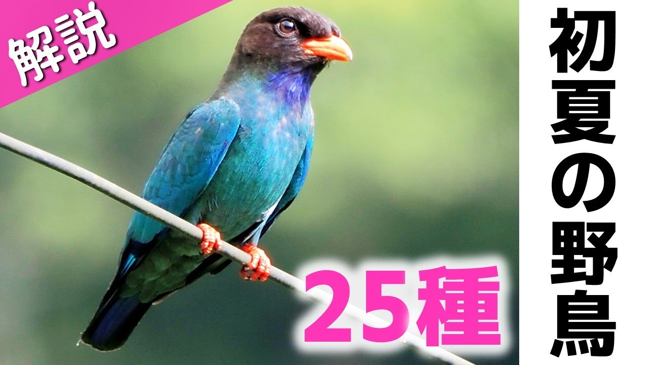 超入門！初夏に見る鳥25種【解説・鳴き声】