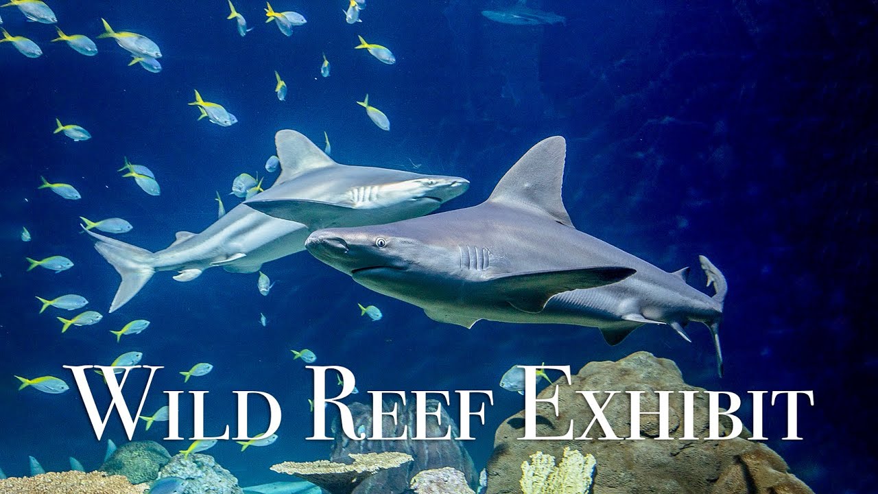 Shedd Aquarium - Wild Reef Exhibit