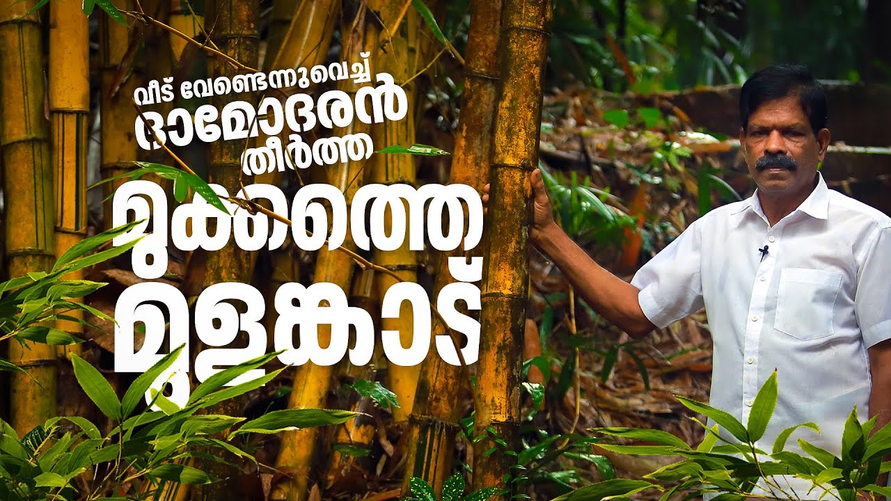 വീടു വേണ്ടെന്നു വച്ചു; ഇരുവഞ്ഞിപ്പുഴ തീരത്ത് മുളഞ്ചോല തീർത്ത് ഒരു ഓട്ടോഡ്രൈവർ | Mathrubhumi.com