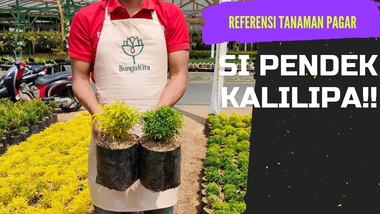 TANAMAN PEMBATAS | KALILIPA