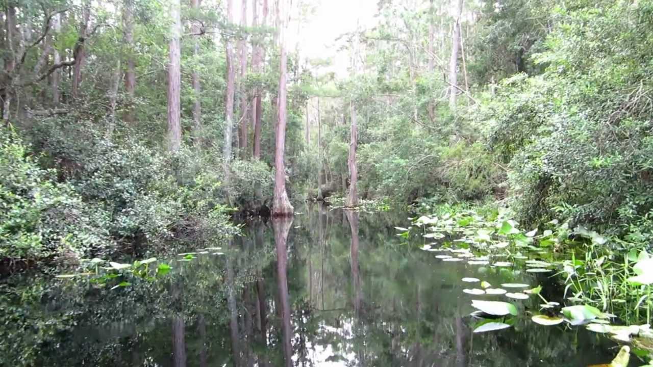 Okefenokee swamp boat trip