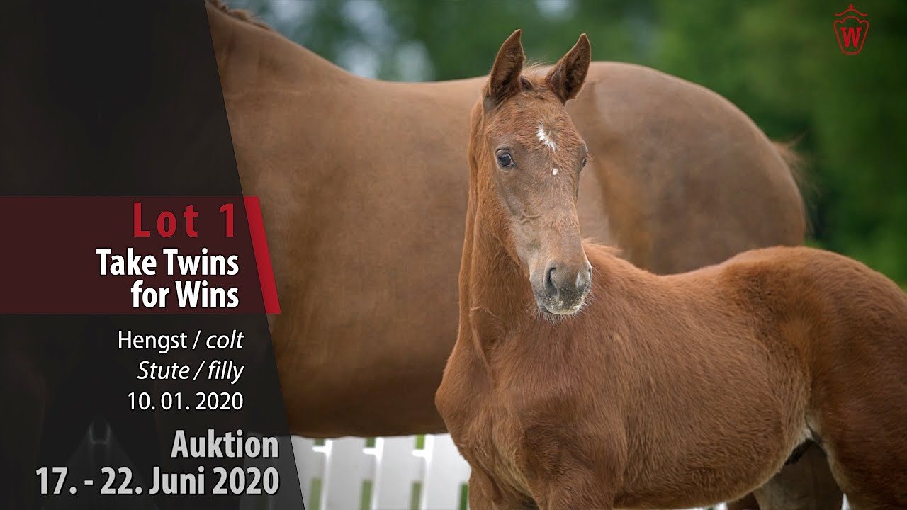 01 Take Twins for Wins Hengst und Stute v. Vivaldos -  Brentano II