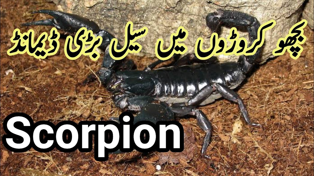 Black scorpion sale in pakistan 2023 | Black scorpion price in pakistan | scorpion sale