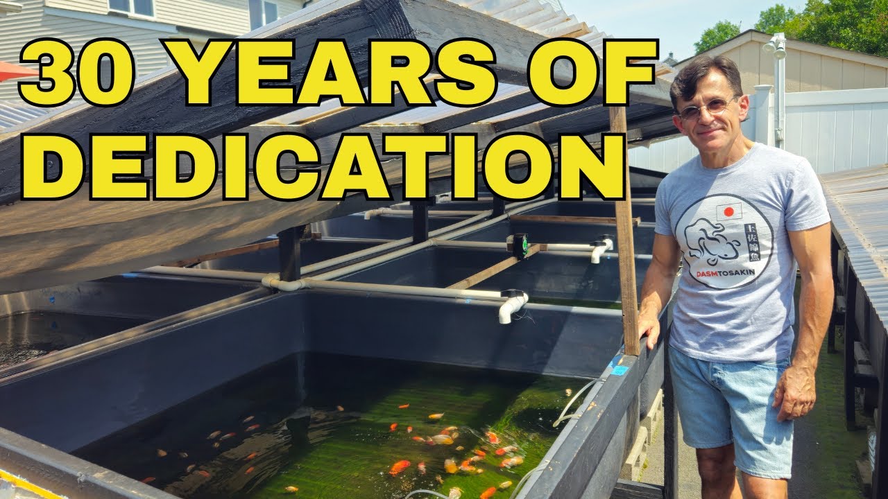 A Lifetime with Tosakins: Inside DASMTOSAKIN&rsquo;s Goldfish Sanctuary