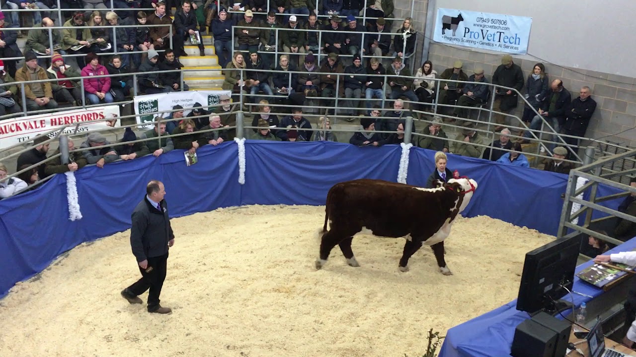 Moralee 1 Kate 2nd sells for 6,200 at Designer Genes Sale 2017
