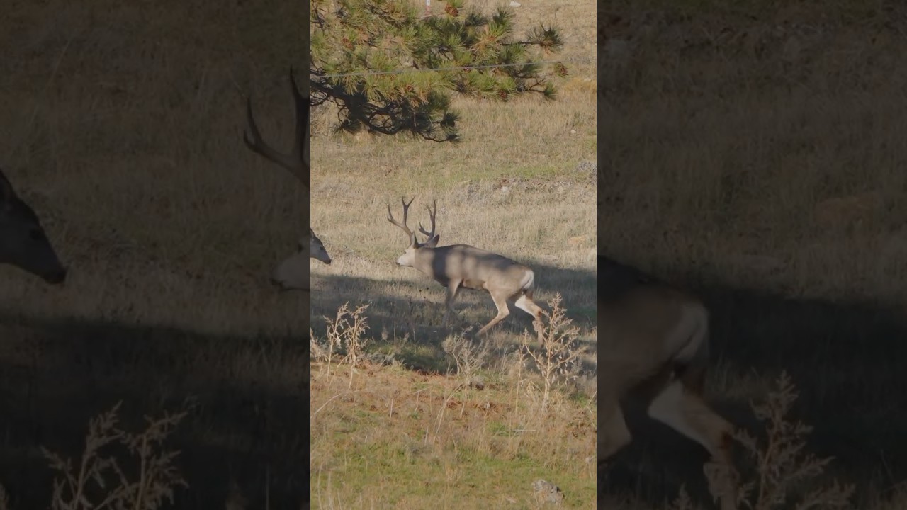 Savage 110 Ultralight / 7mm Federal Backcountry 