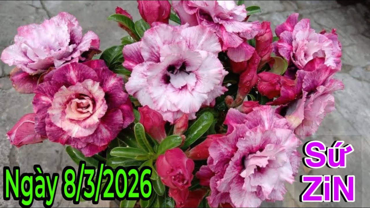 Sứ Zin Nhiều Màu (8/3/2026) ☎️ 0867.915.218 Trung Lê 