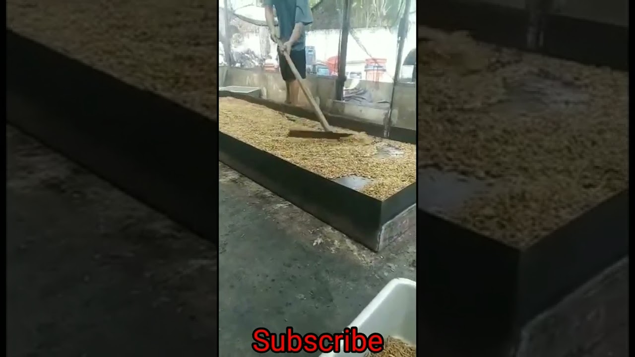 Proses Pembuatan maggot kering #shorts #maggot