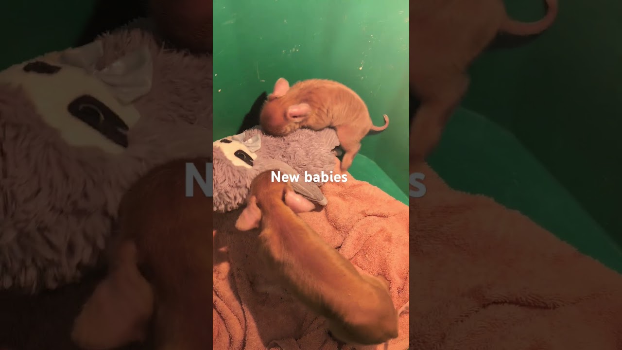 Little guys are tiny and new #funnyanimals #piggy #slotpg #babysloth #cutenewborn
