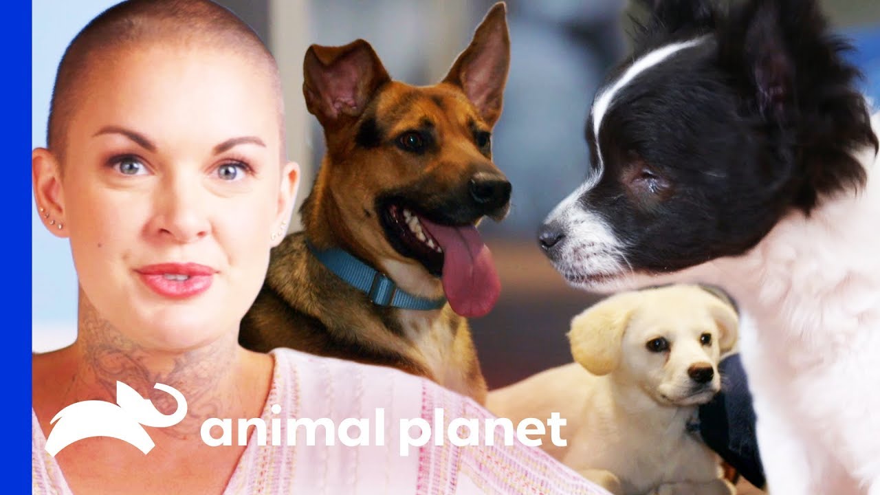 Heartwarming Moments From Amanda To The Rescue Season 2! | Amanda To The Rescue