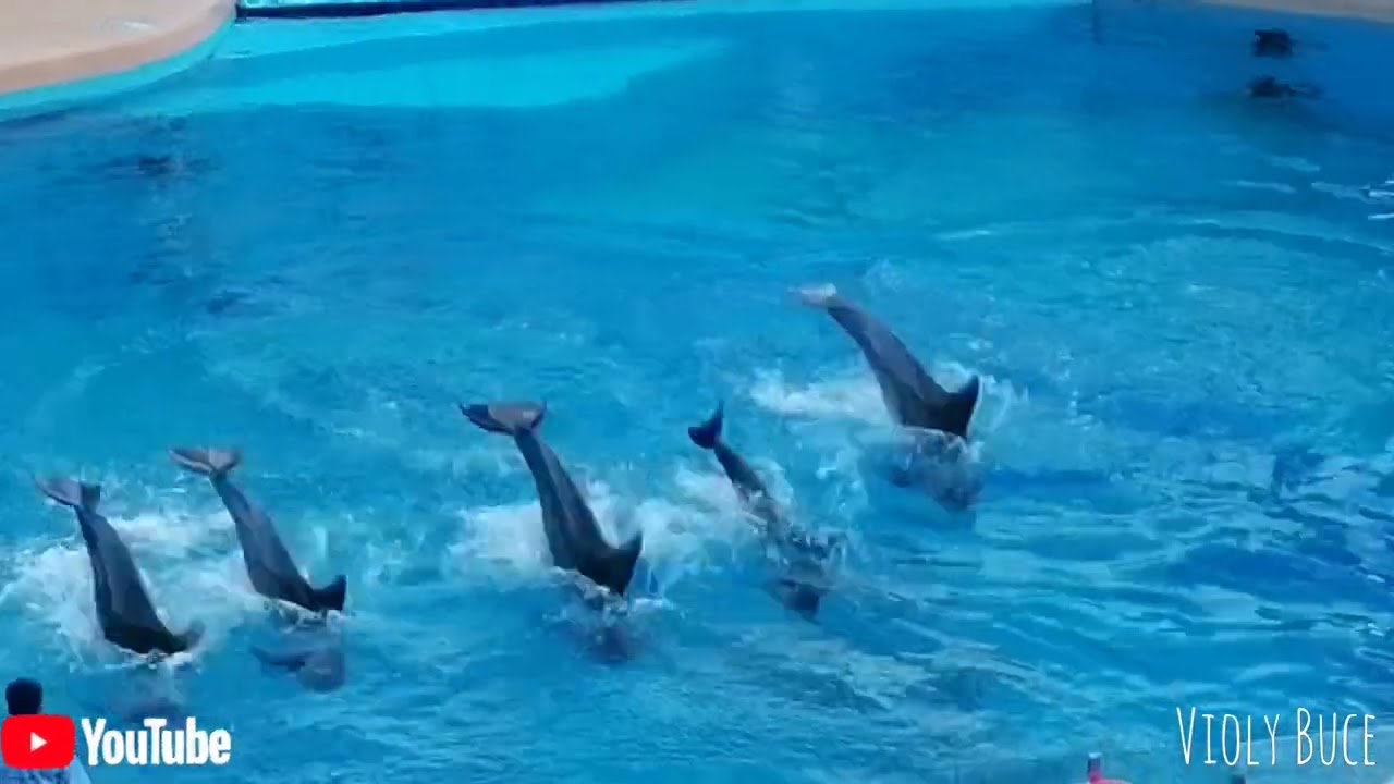 #dolphinshow PART2 OCEAN PARK HONGKONG NANUOD KAMI/ @violybuce9036