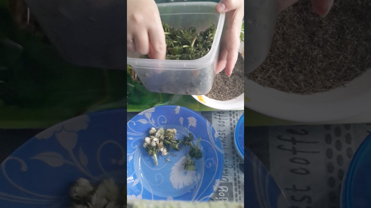 Загатовки на зиму для канареек.