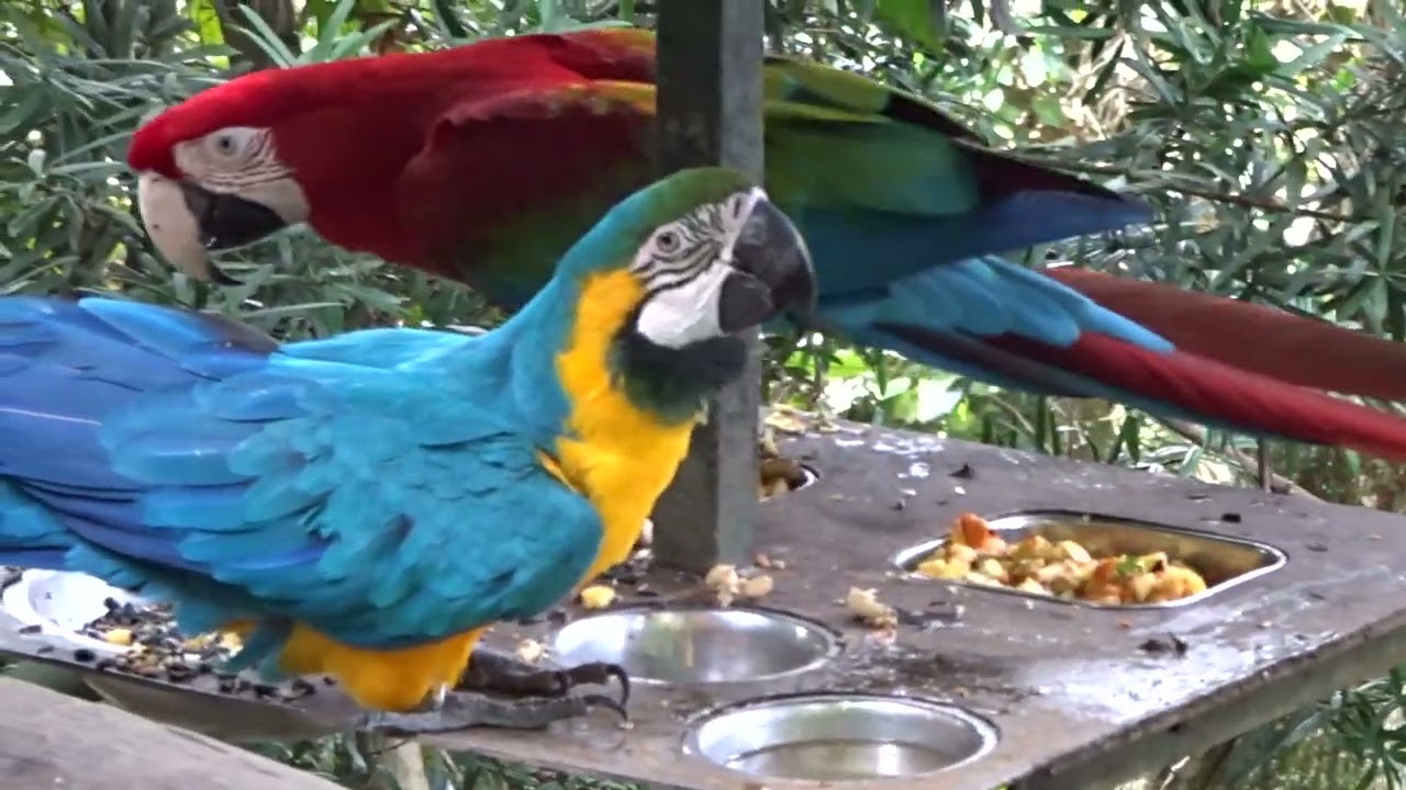 78. Birds of Eden