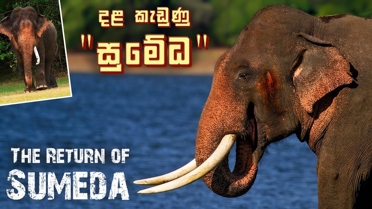 දළ කැඩුණු  