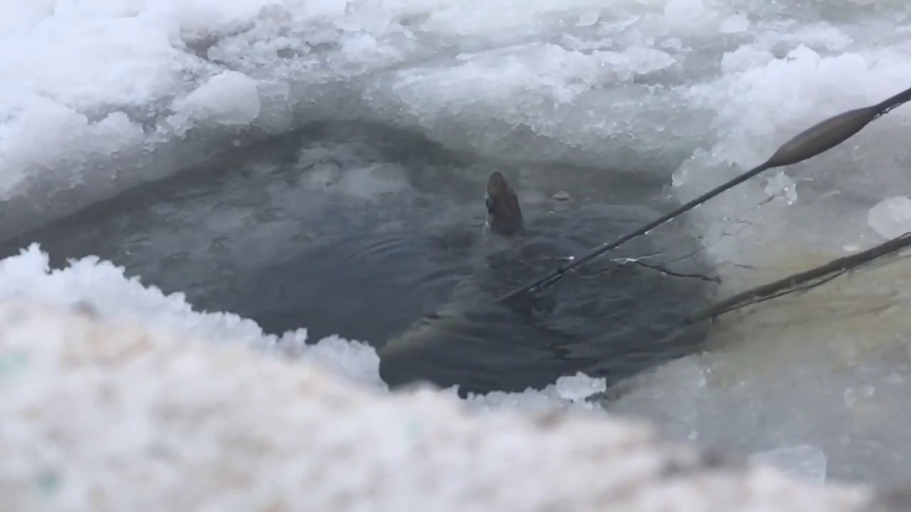 Hyv&auml; siikasaalis j&auml;&auml;nalta.