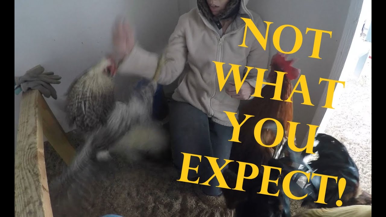 Rooster ATTACKS!. . .then THIS happens!