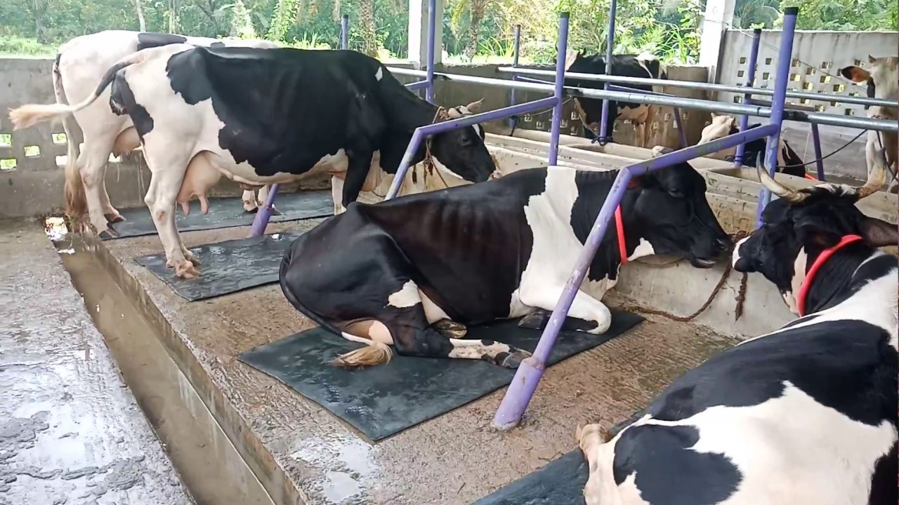 New Shed_Cow Farm in Feni Bangladesh_Red Sea Dairy Farm