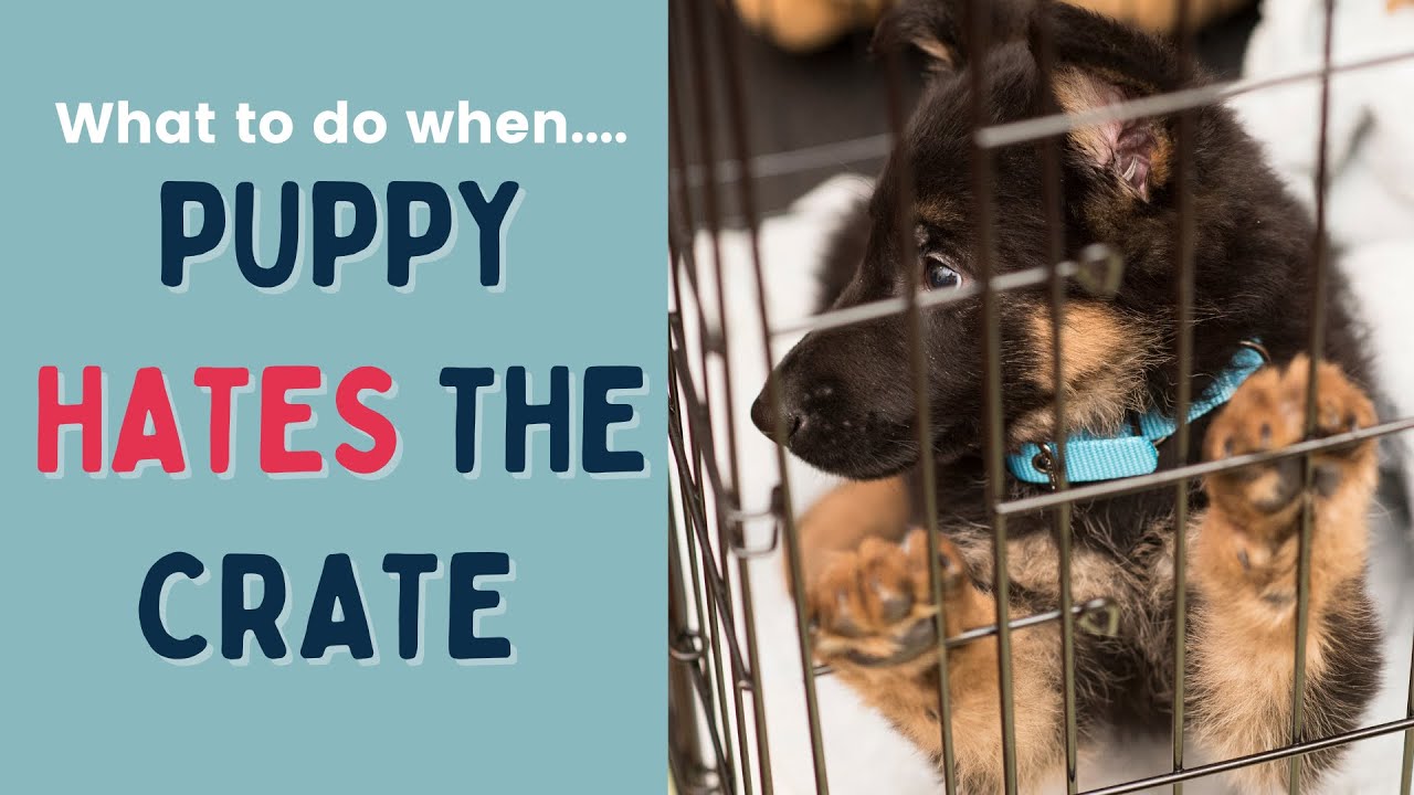 Puppy Hates the Crate? 10 Tips to Fix It Fast
