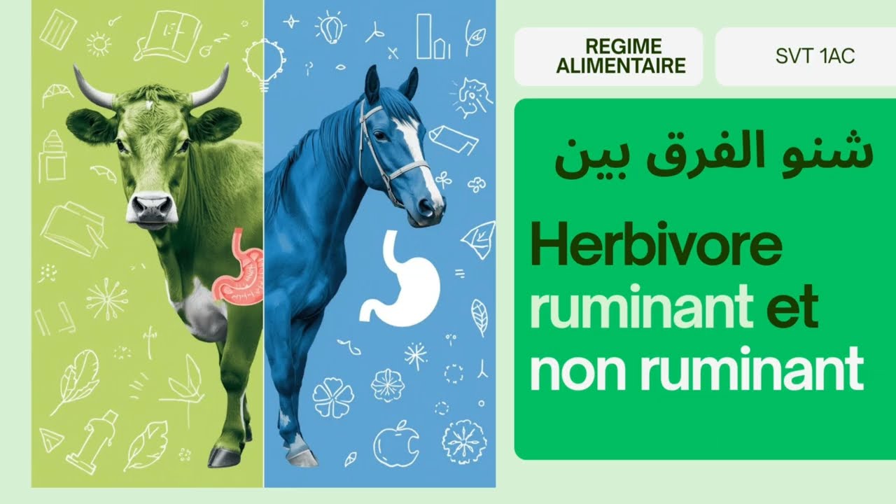 شنو الفرق بين herbivore ruminant et herbivore non ruminant أولى إعدادي رائدة علوم SVT 1ac