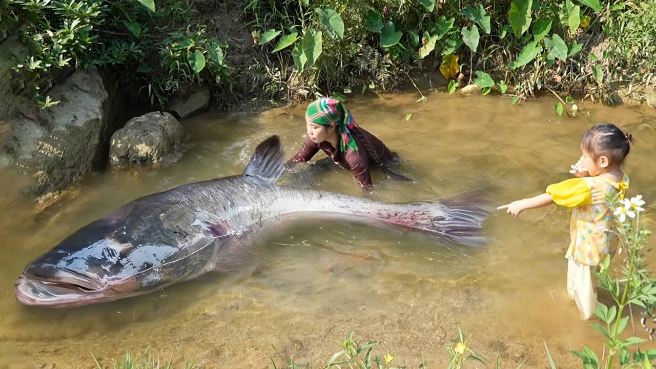 Catching 500kg+ Giant River Catfish, Huge Carp & Rohu by Hand to Sell, Grilling Fish for Family